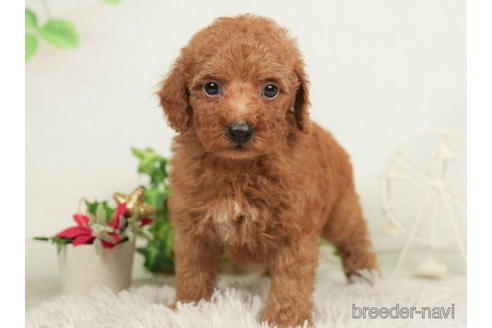 成約済の千葉県のトイプードル-210420の2枚目